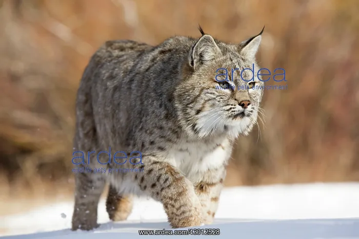  : Bobcat in winter snow Montana, USA