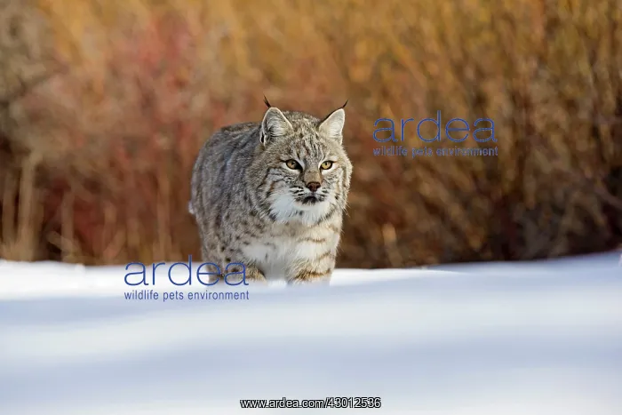  : Bobcat in winter snow Montana, USA