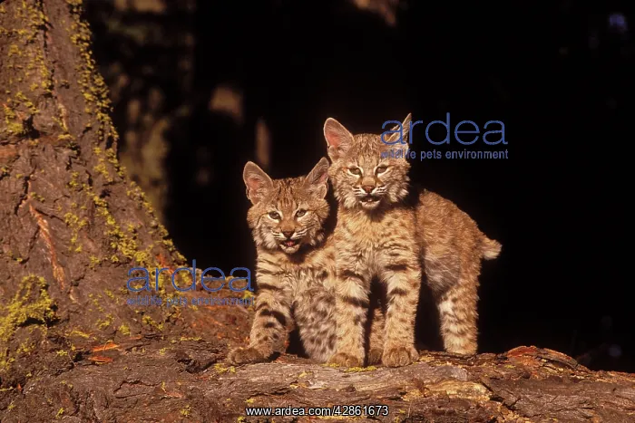 : BOBCAT - X2 standing by tree : BOBCAT - X2 standing by tree