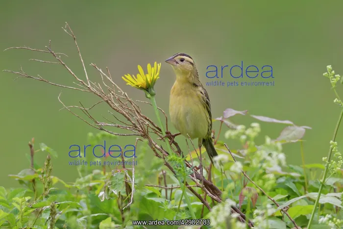 : Bobolink - : Bobolink -