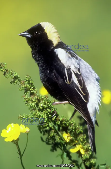 : Bobolink - breeding male : Bobolink - breeding male