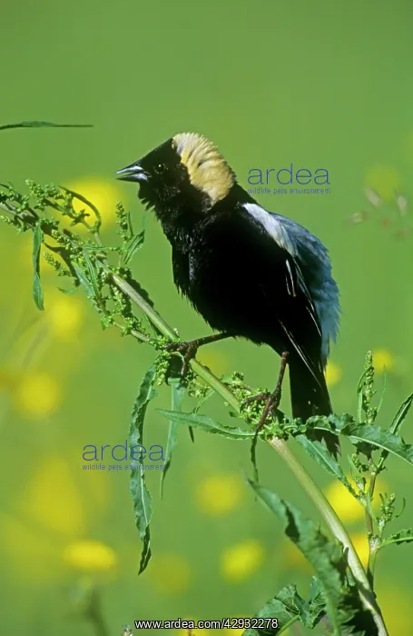 : Bobolink - breeding male : Bobolink - breeding male