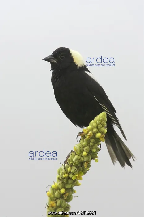 : Bobolink (Dolichonyx oryzivorous) : Bobolink (Dolichonyx oryzivorous)