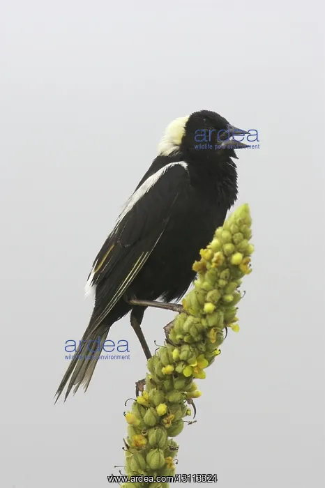 : Bobolink (Dolichonyx oryzivorous) singing : Bobolink (Dolichonyx oryzivorous) singing