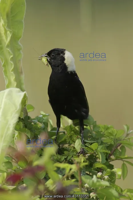 : Bobolink eating a grasshopper : Bobolink eating a grasshopper