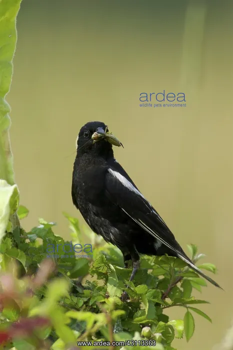 : Bobolink eating an insect : Bobolink eating an insect
