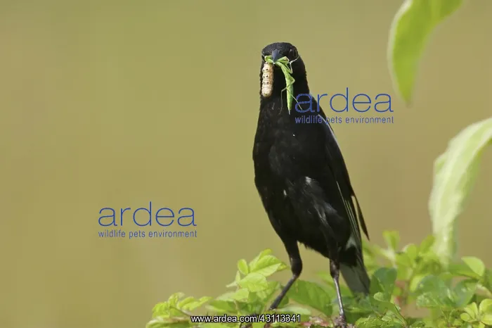 : Bobolink feeding on caterpillar and mantis : Bobolink feeding on caterpillar and mantis