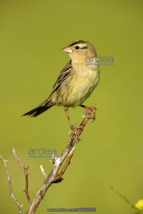: Bobolink - female : Bobolink - female