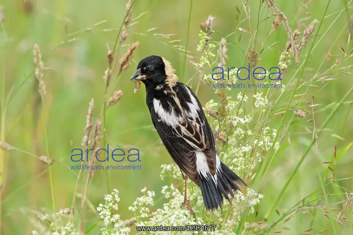 : Bobolink - male with food : Bobolink - male with food