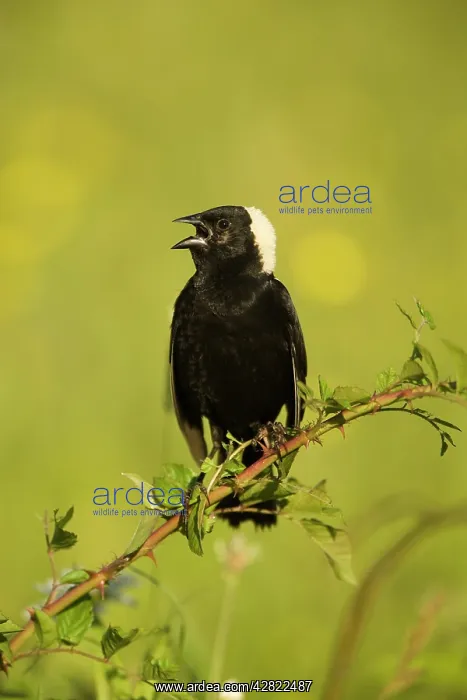: Bobolink - male, singing to declare territory : Bobolink - male, singing to declare territory