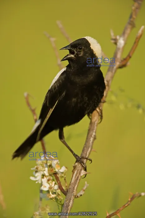 : Bobolink - male, singing to declare territory : Bobolink - male, singing to declare territory