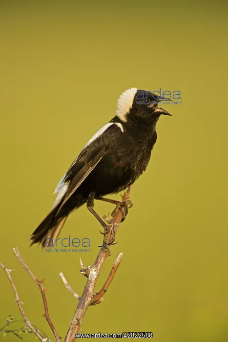 : Bobolink - male, singing to declare territory : Bobolink - male, singing to declare territory