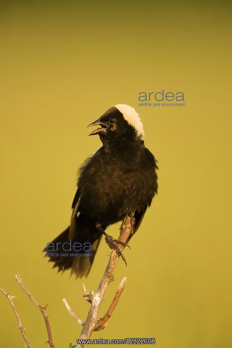 : Bobolink - male, singing to declare territory : Bobolink - male, singing to declare territory