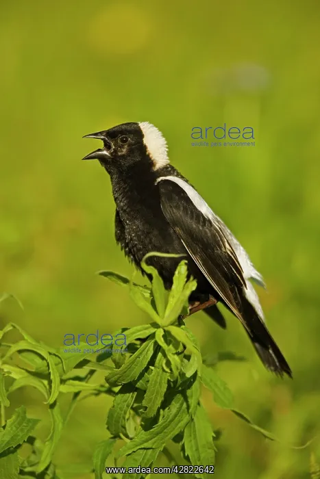 : Bobolink - male, singing to declare territory : Bobolink - male, singing to declare territory