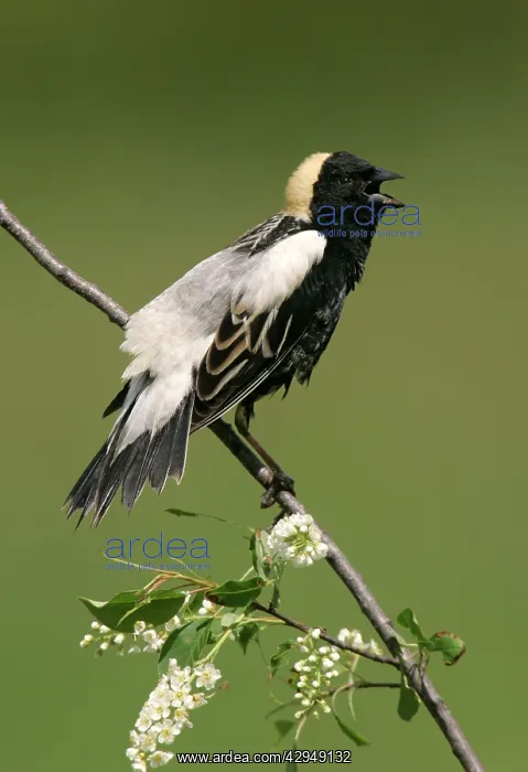 : Bobolink - male on territory : Bobolink - male on territory