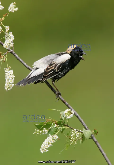  : Bobolink - male on territory
