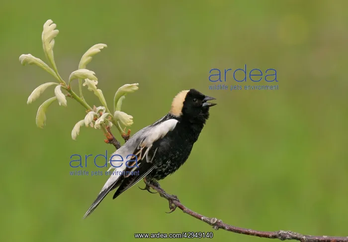 : Bobolink - male on territory : Bobolink - male on territory