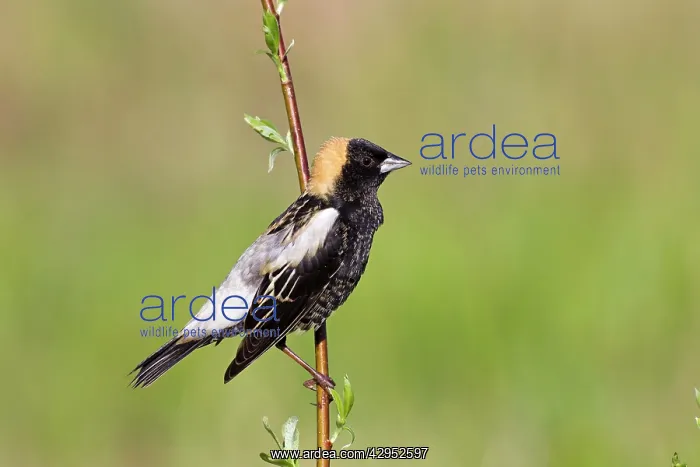 : Bobolink male on territory in Connecticut in May : Bobolink male on territory in Connecticut in May