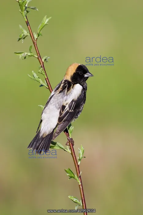 : Bobolink male on territory in Connecticut in May : Bobolink male on territory in Connecticut in May