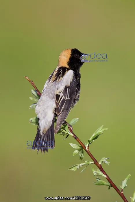 : Bobolink male on territory in Connecticut in May : Bobolink male on territory in Connecticut in May