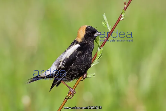 : Bobolink male on territory in Connecticut in May : Bobolink male on territory in Connecticut in May