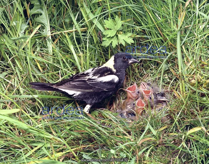 : Bobolink male with young : Bobolink male with young