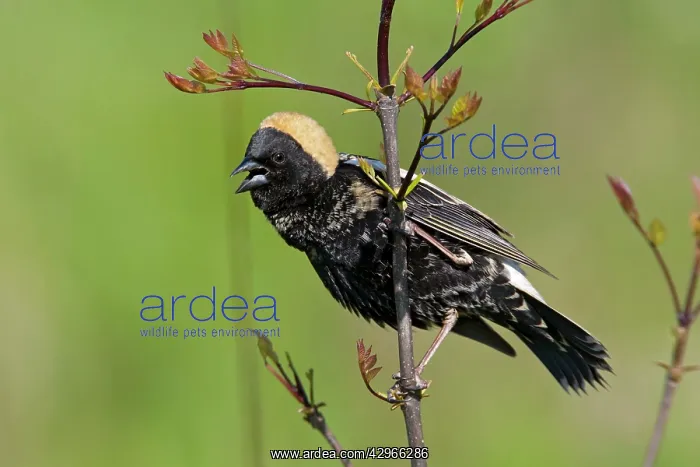 : Bobolink - singing male on territory : Bobolink - singing male on territory