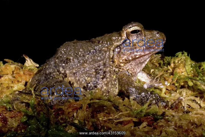 : Bob's Robber Frog : Bob's Robber Frog