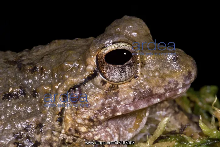  : Bob's Robber Frog