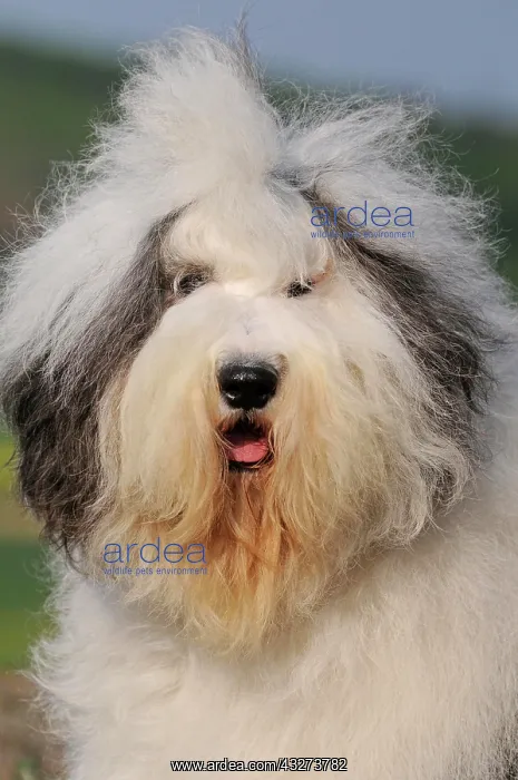 : Bobtail, Old english Sheepdog, animal portrait : Bobtail, Old english Sheepdog, animal portrait