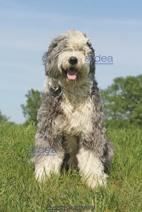 : Bobtail sitting on a meadow : Bobtail sitting on a meadow