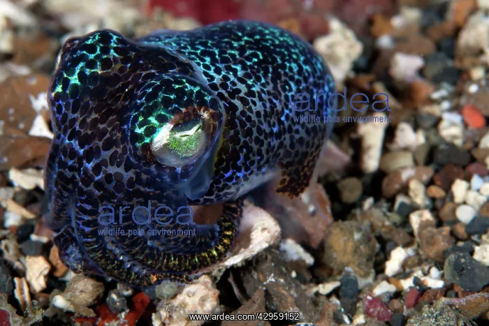  : Bobtail Squid