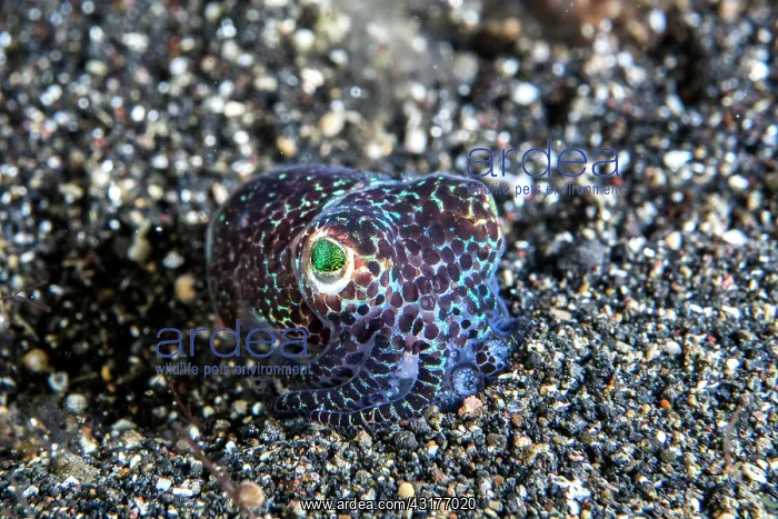 : Bobtail squid (Sepiolida), Lembeh strait, Indonesia : Bobtail squid (Sepiolida), Lembeh strait, Indonesia
