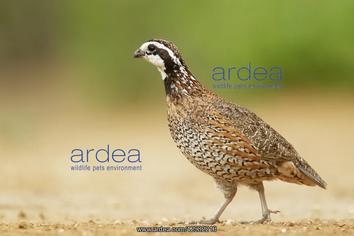 : Bobwhite - male : Bobwhite - male