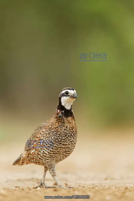: Bobwhite - male : Bobwhite - male