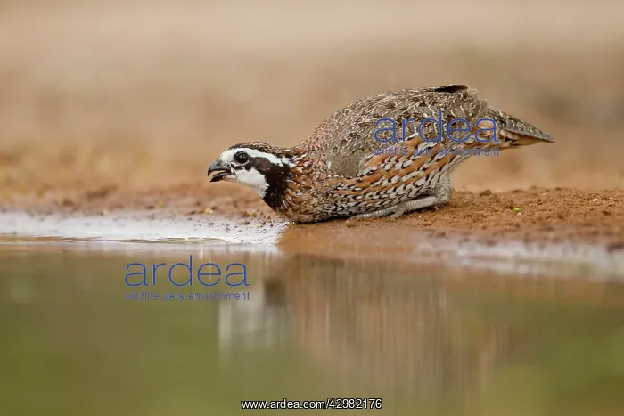 : Bobwhite - male drinking : Bobwhite - male drinking