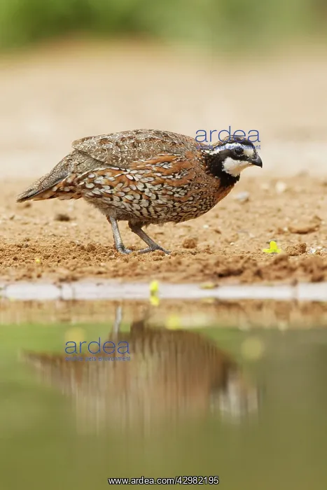 : Bobwhite - male at drinking pool : Bobwhite - male at drinking pool