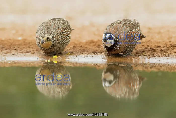 : Bobwhite - pair drinking : Bobwhite - pair drinking