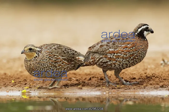 : Bobwhite - pair at drinking pool : Bobwhite - pair at drinking pool