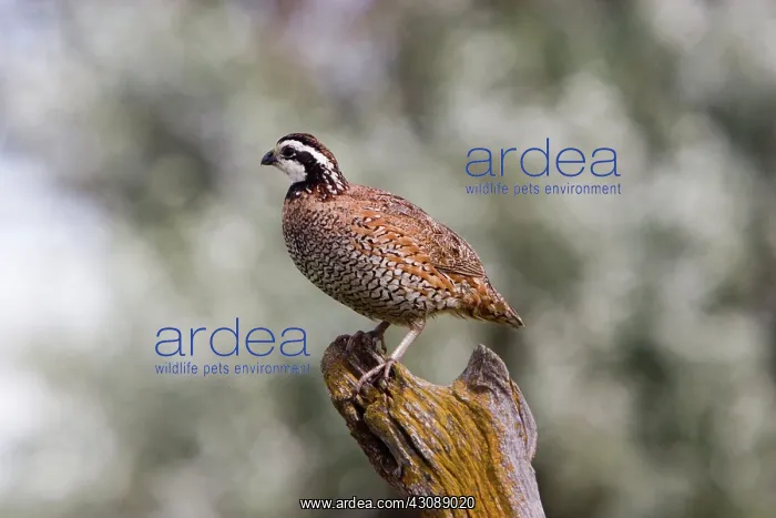 : Bobwhite Quail : Bobwhite Quail