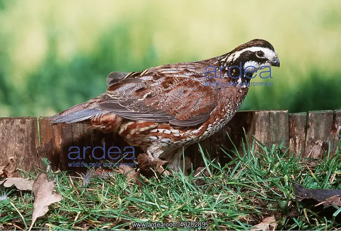 : BOBWHITE QUAIL - male, on ground : BOBWHITE QUAIL - male, on ground