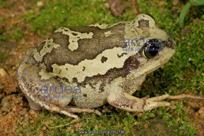 : Bocage's Frog - adult : Bocage's Frog - adult