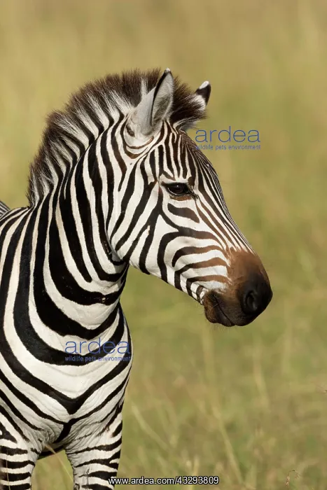 : Boehmi, Bohms zebra, Plains Zebra (Equus burchellii) : Boehmi, Bohms zebra, Plains Zebra (Equus burchellii)
