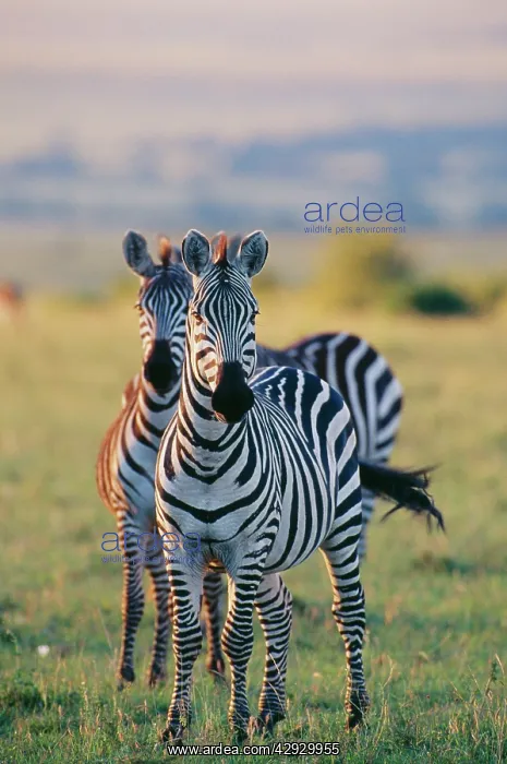 : BOEHMIS / GRANTIS ZEBRA : BOEHMIS / GRANTIS ZEBRA