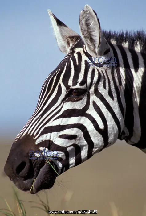 : Boehm's / Grant's Zebra : Boehm's / Grant's Zebra