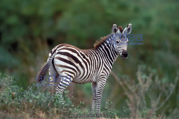 : Boehm's / Grant's Zebra : Boehm's / Grant's Zebra