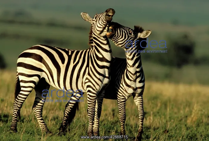 : Boehm's / Grant's Zebra - two : Boehm's / Grant's Zebra - two