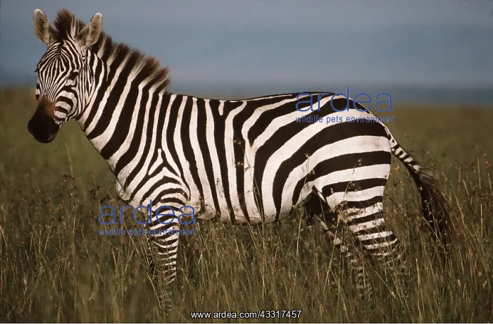 : BOEHM'S / GRANT'S ZEBRA - : BOEHM'S / GRANT'S ZEBRA -