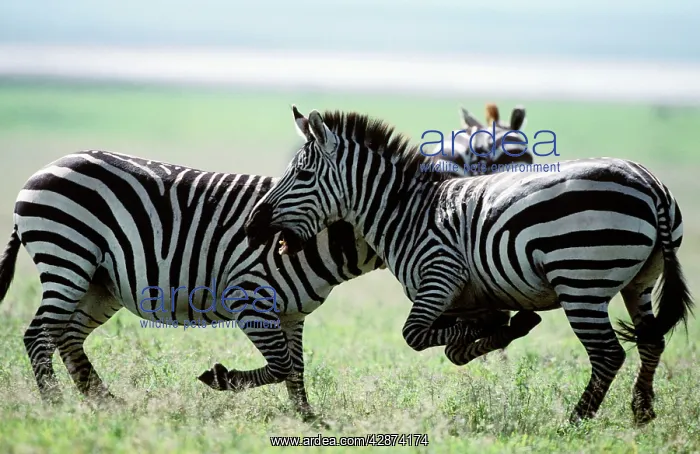 : Boehm's / Grant's Zebra - fighting : Boehm's / Grant's Zebra - fighting