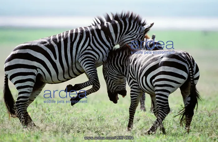 : Boehm's / Grant's Zebra - fighting : Boehm's / Grant's Zebra - fighting